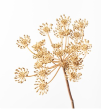 Queen Annes Lace