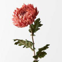 Chrysanthemum