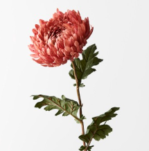 Chrysanthemum