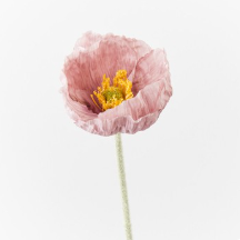 Poppy Iceland